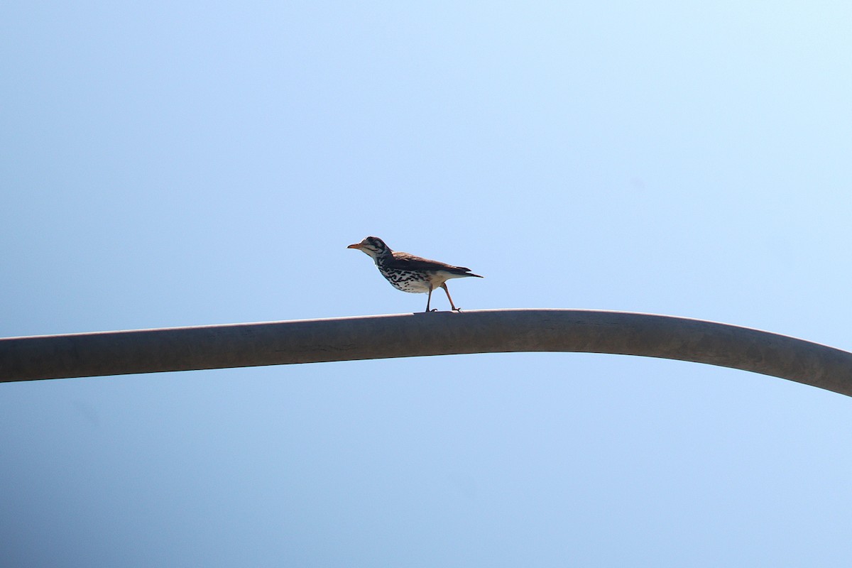 Grive litsitsirupa - ML645608454