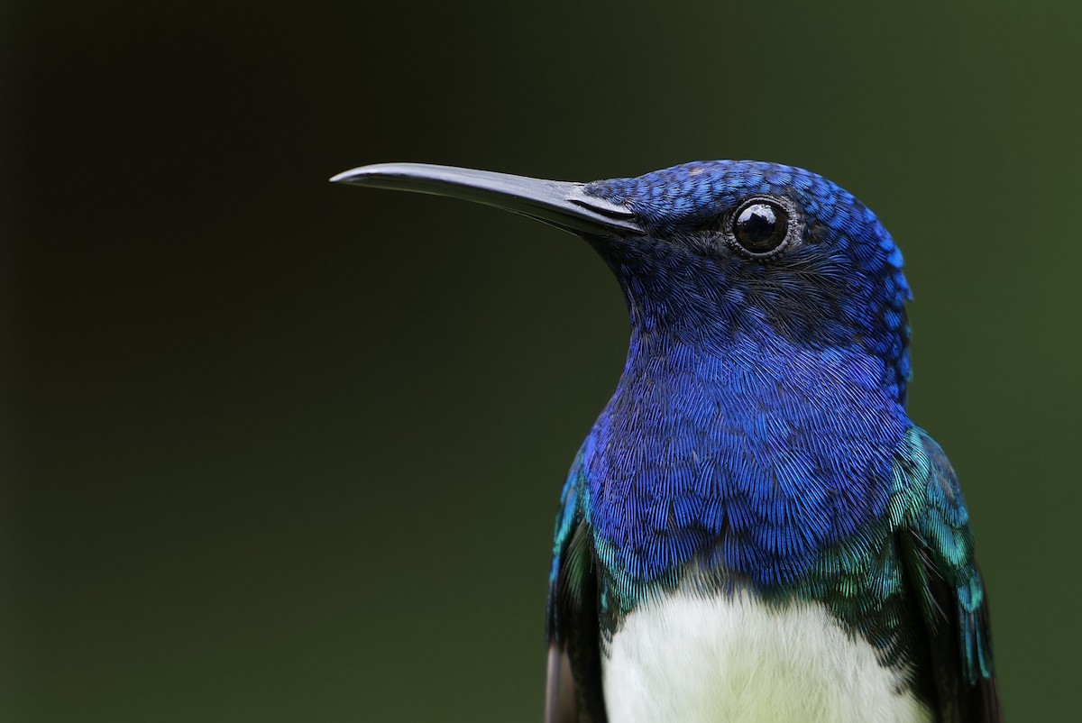 Colibri jacobin - ML645608455