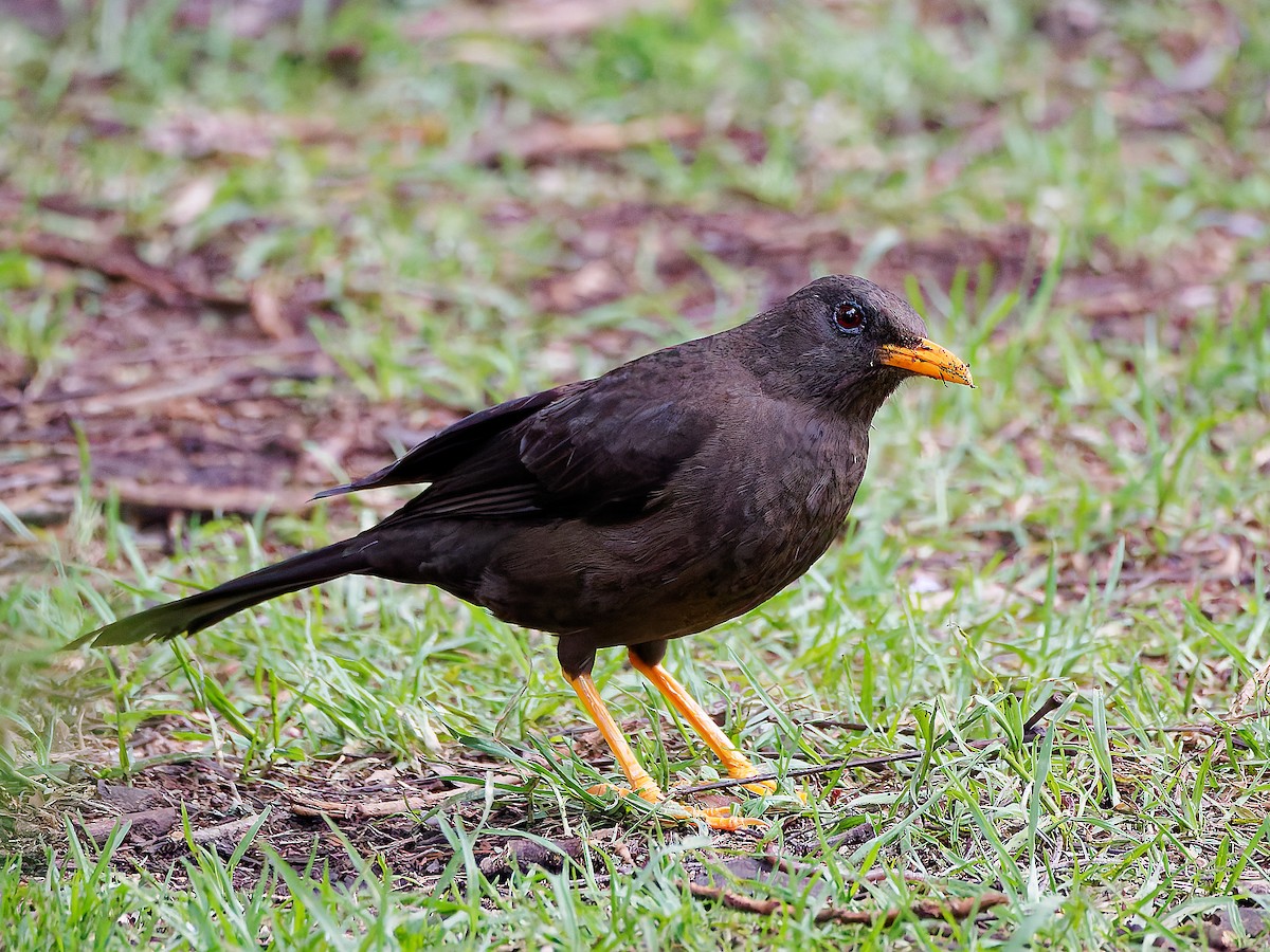 Merle géant - ML645608456