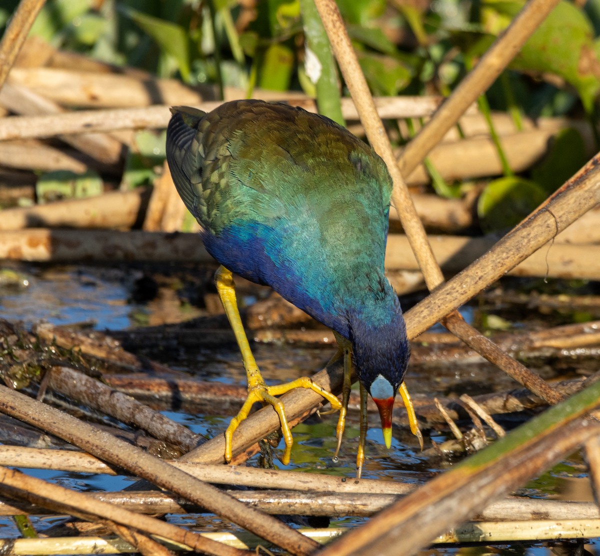 Talève violacée - ML645608457