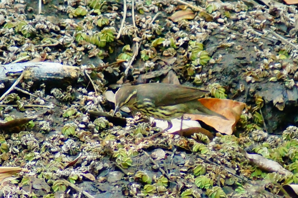 Paruline des ruisseaux - ML645608458