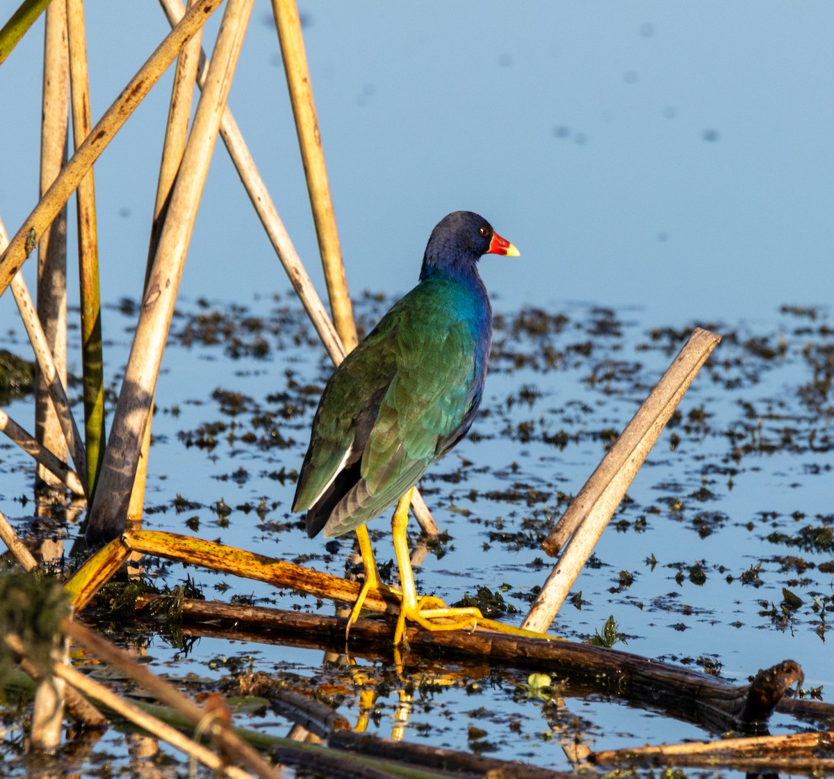 Talève violacée - ML645608459