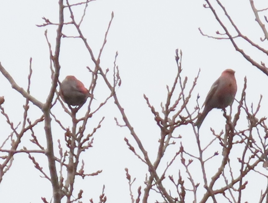Pine Grosbeak - ML645608465