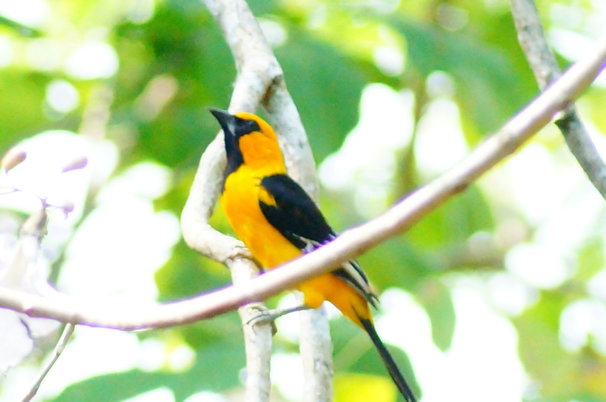Oriole à gros bec - ML645608466