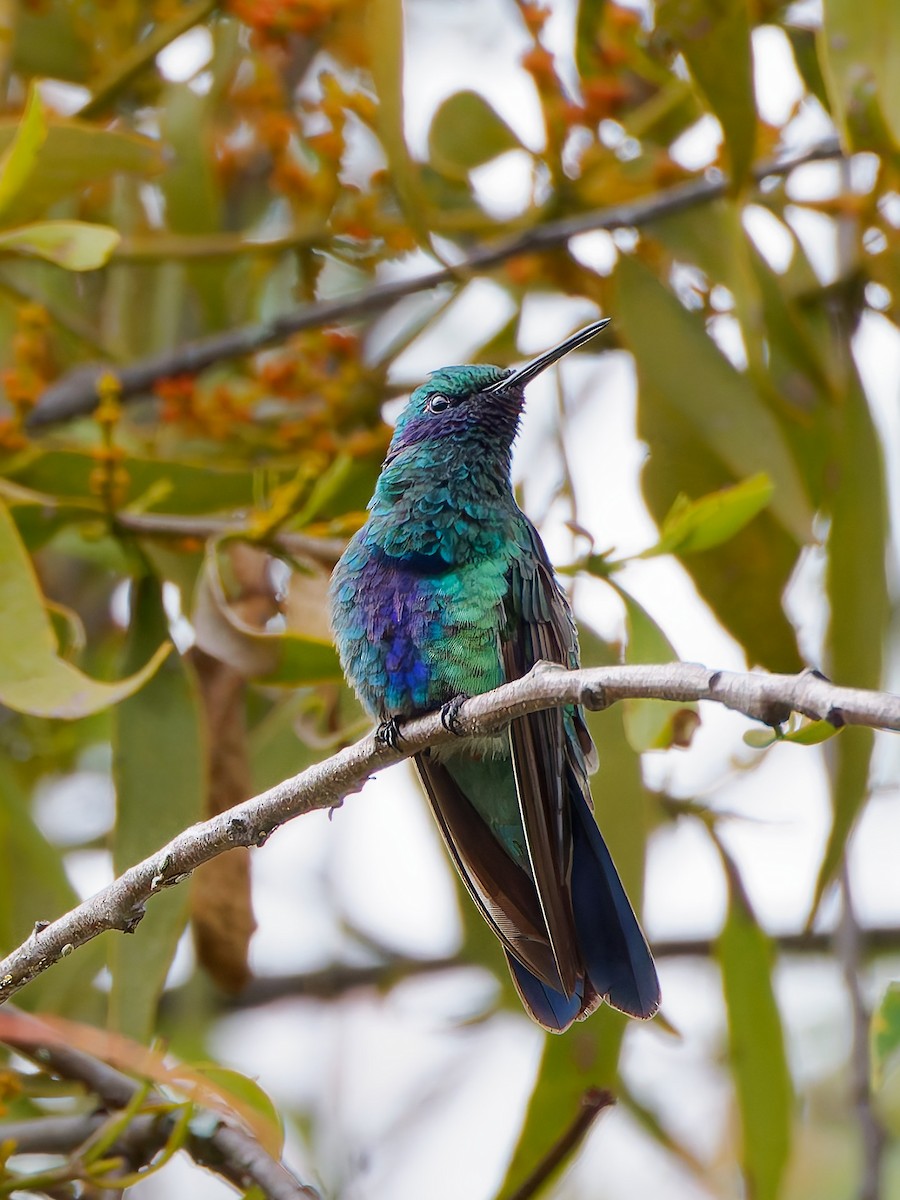 Colibri d'Anaïs - ML645608471