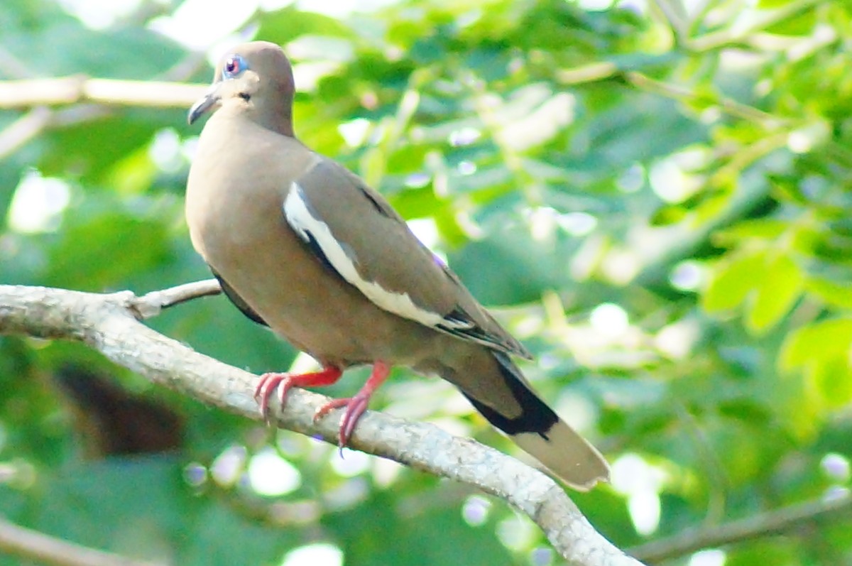 Tourterelle à ailes blanches - ML645608474