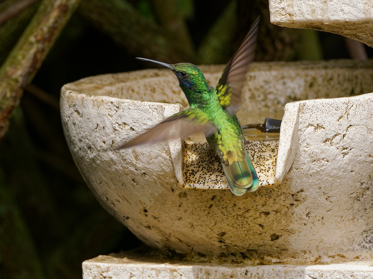 Colibri d'Anaïs - ML645608476