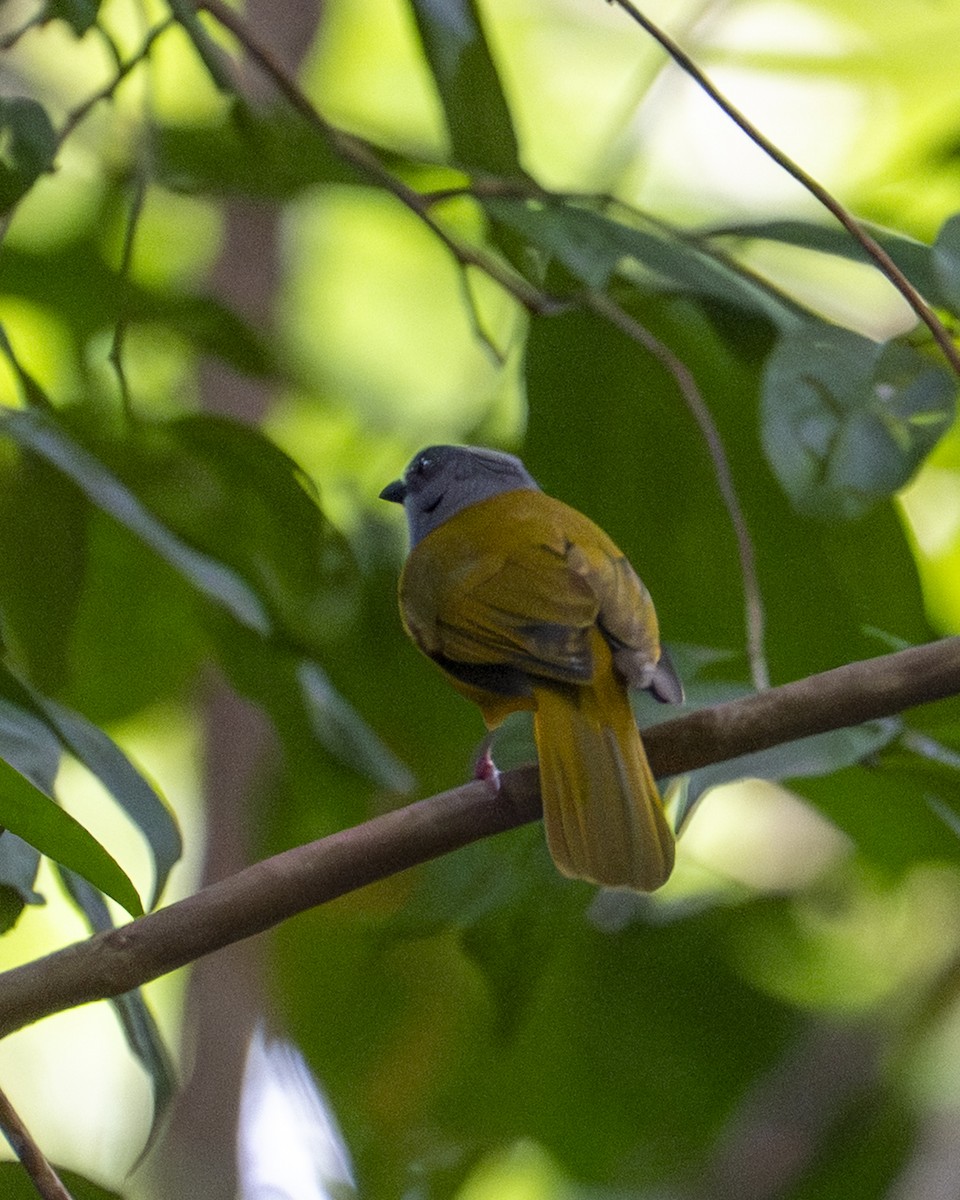 Tangara à tête grise - ML645608478