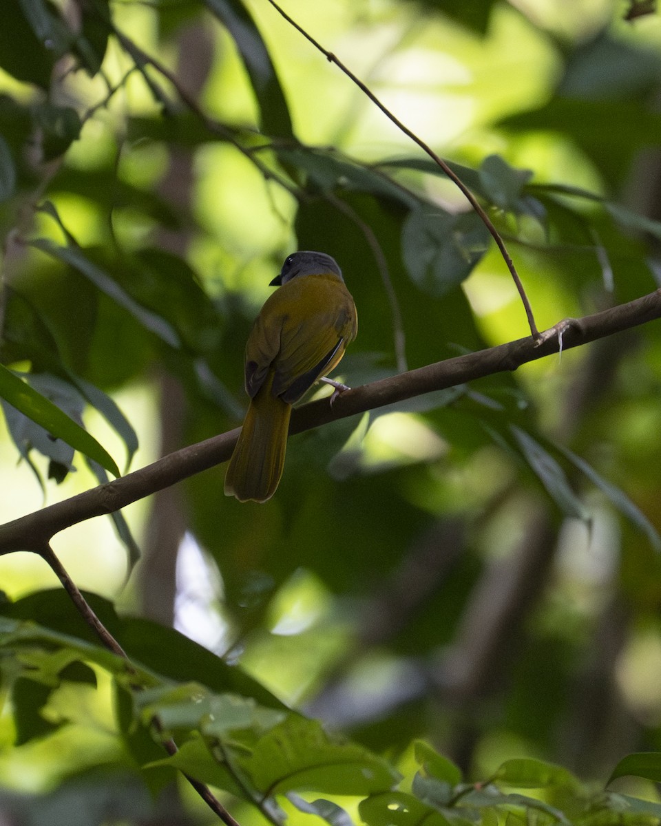 Tangara à tête grise - ML645608479