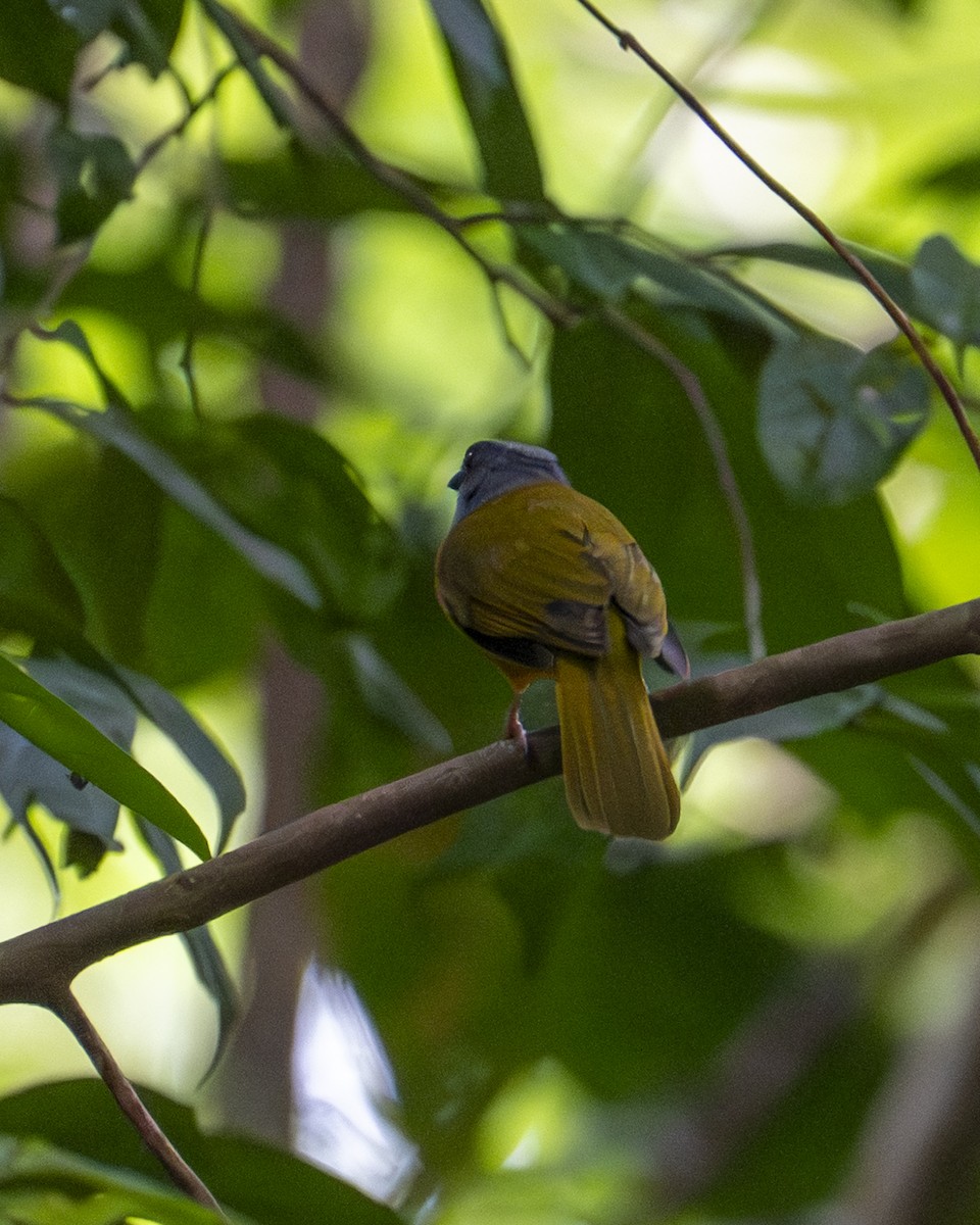 Tangara à tête grise - ML645608480