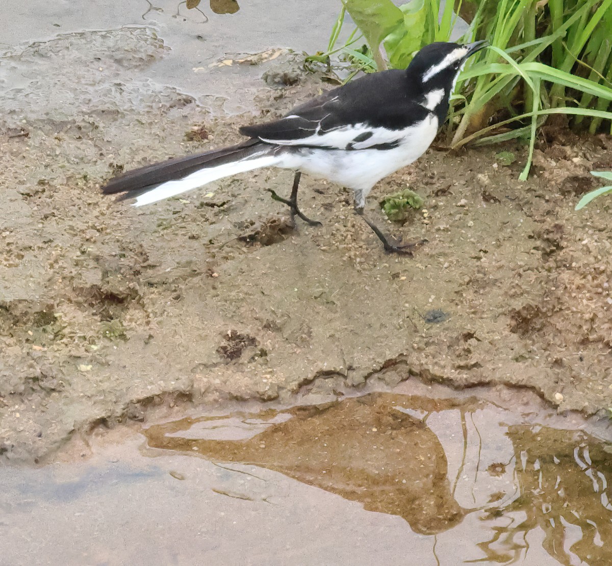 Bergeronnette pie - ML645608481