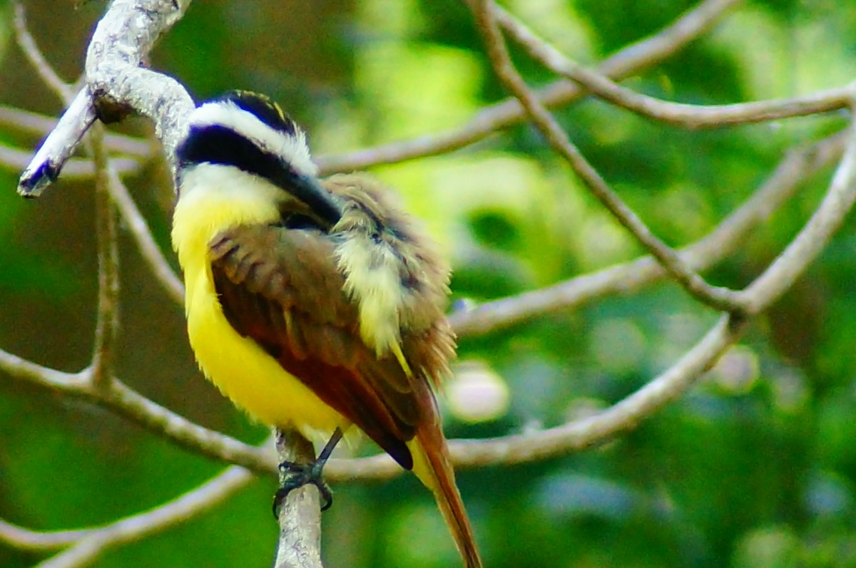 Tyran quiquivi - ML645608483