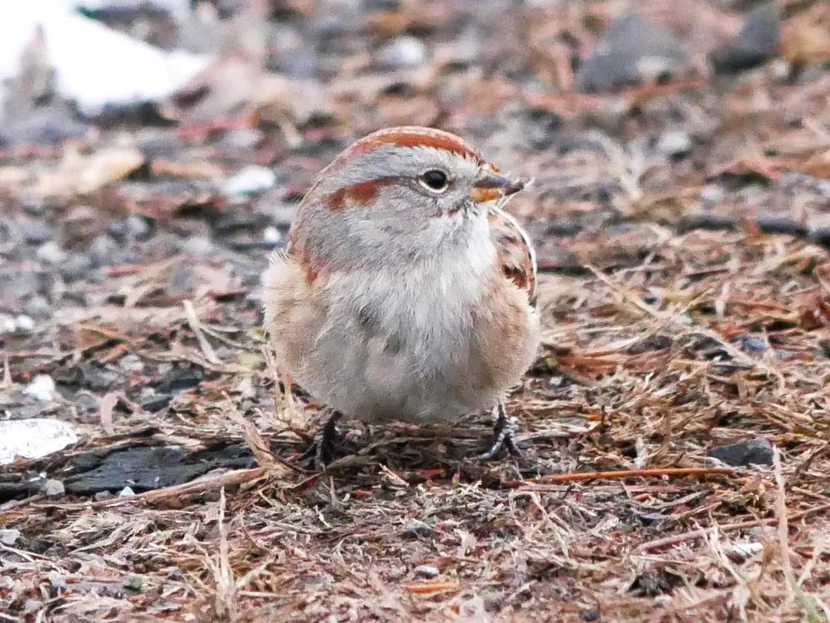 Bruant hudsonien - ML645608484