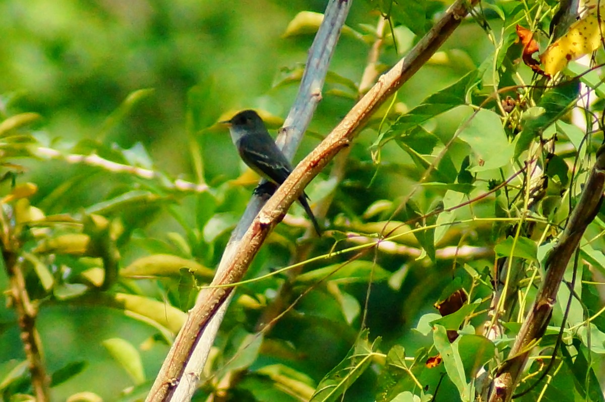 Eastern Wood-Pewee - ML645608489