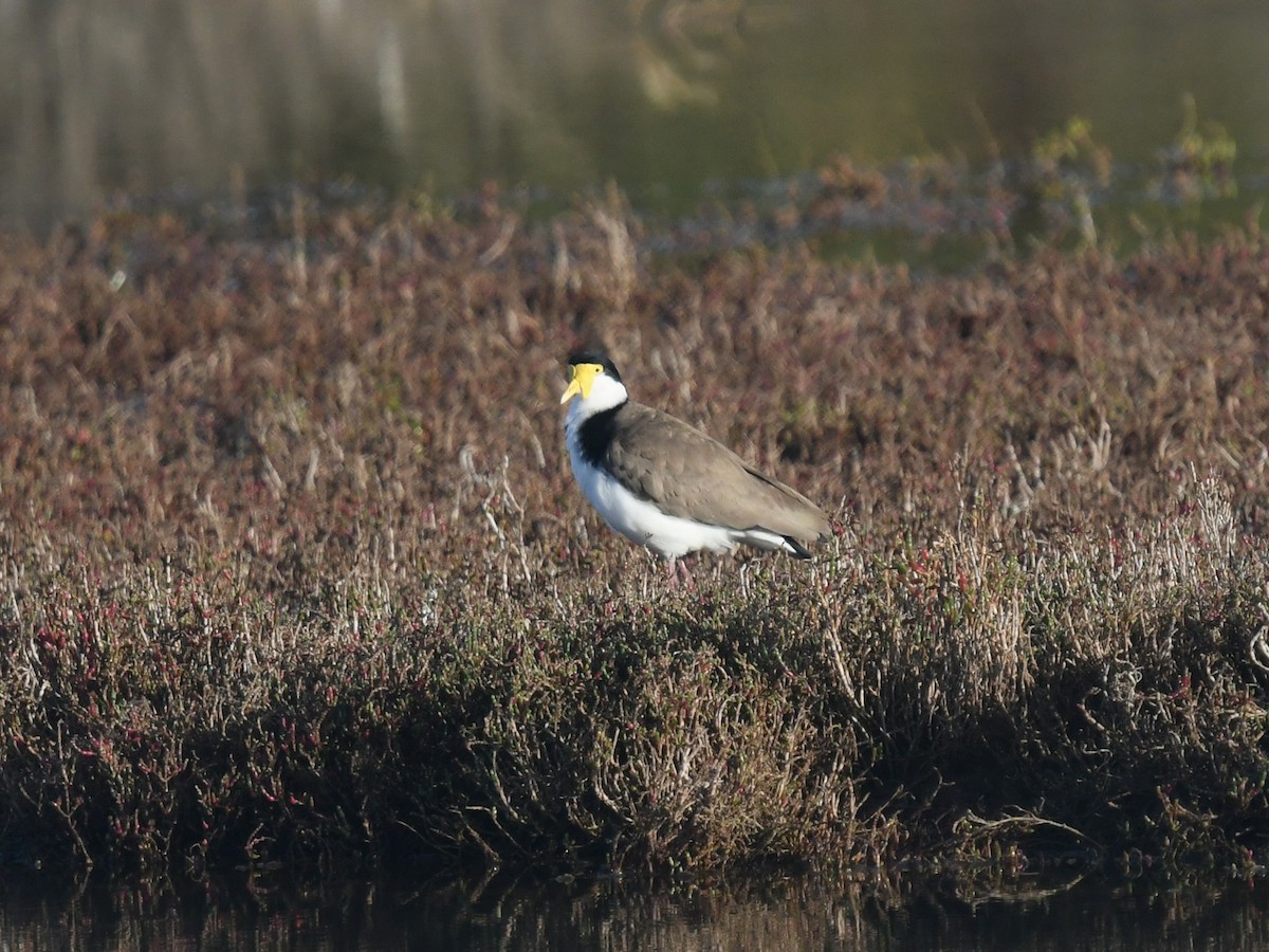 Masked Lapwing (Black-shouldered) - ML645608493