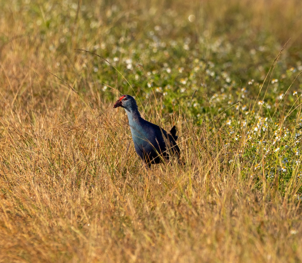 Uroilo urdin burugrisa - ML645608495