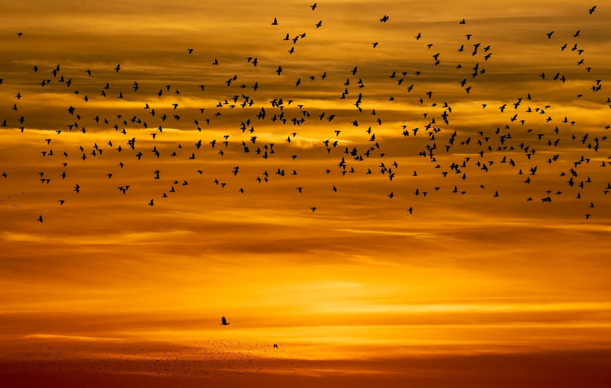 Western Marsh Harrier - ML645608498