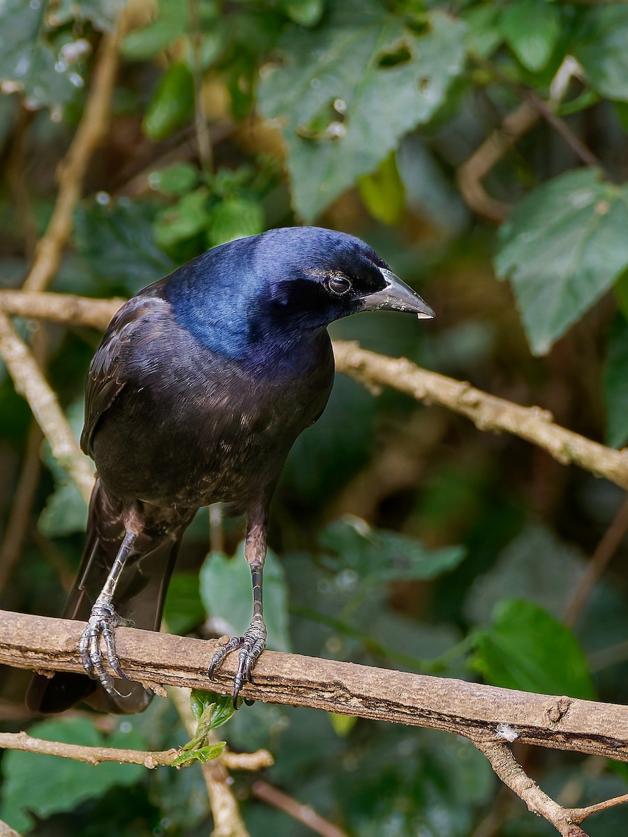 Shiny Cowbird - ML645608499