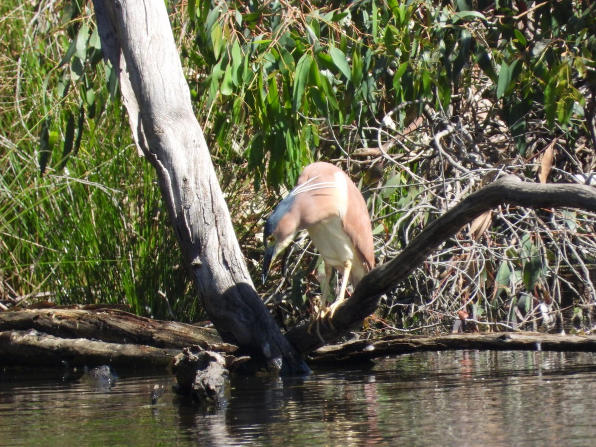 kvakoš rezavý - ML645608502