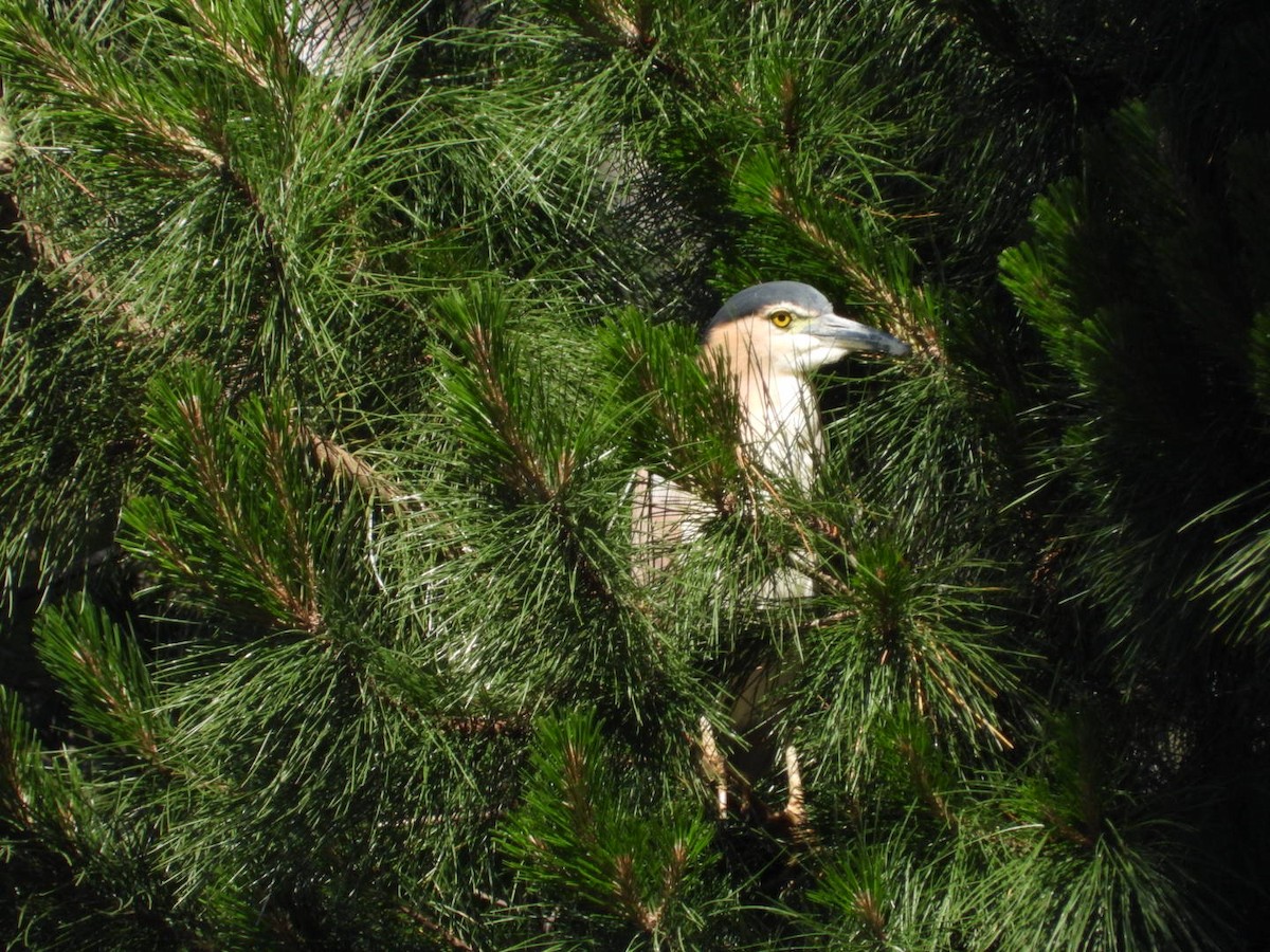 kvakoš rezavý - ML645608503