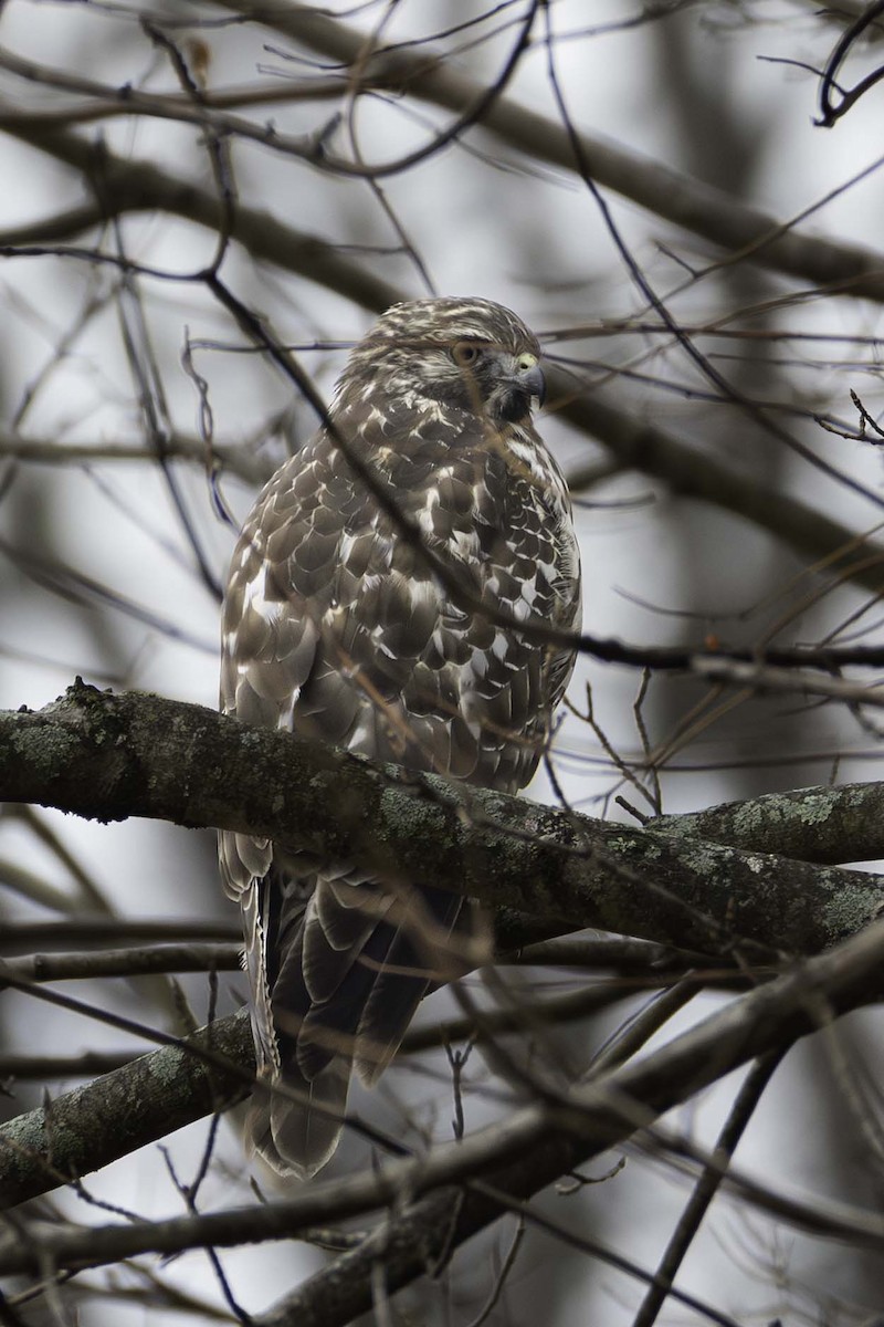 káně páskovaná - ML645608506