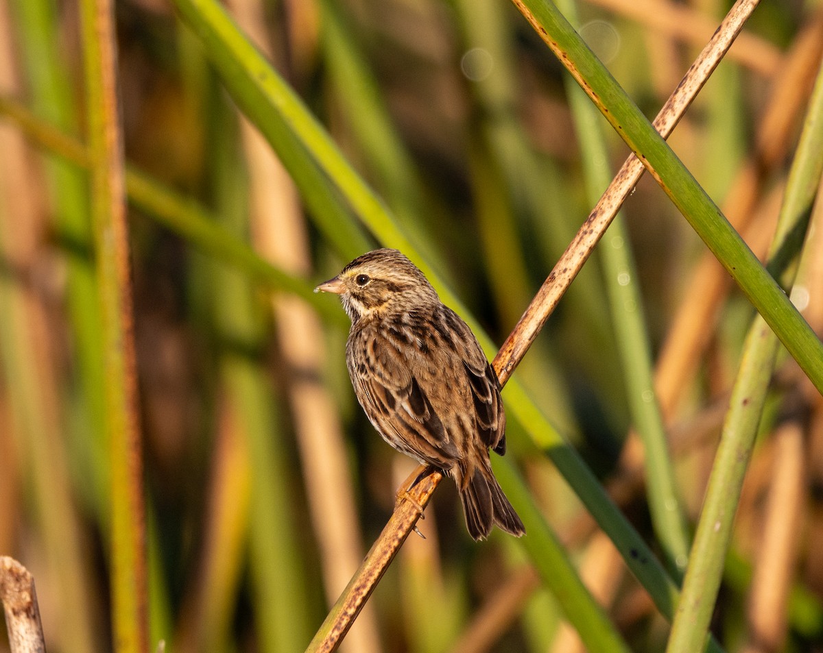 Savannah Sparrow - ML645608514