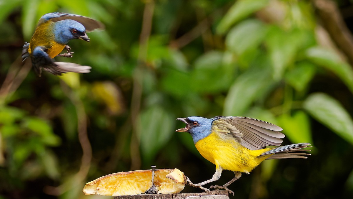 Blue-and-yellow Tanager - ML645608520