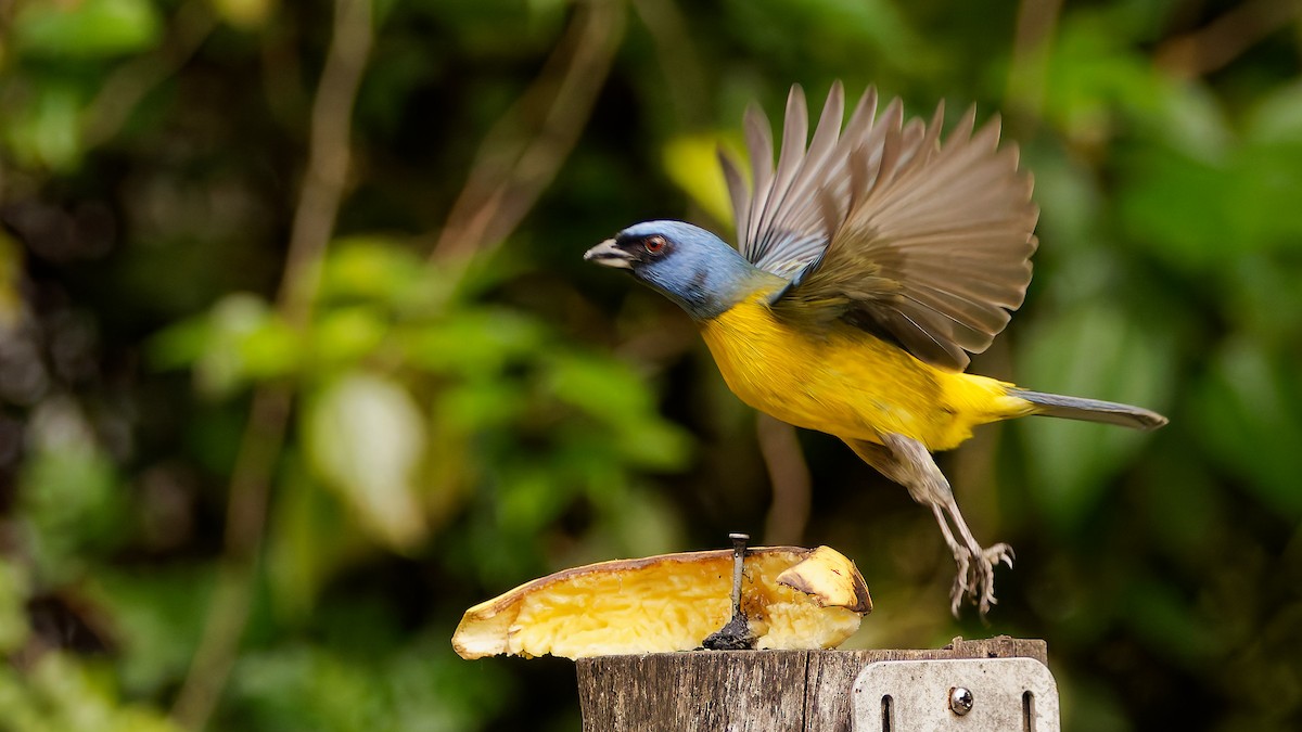 Blue-and-yellow Tanager - ML645608534