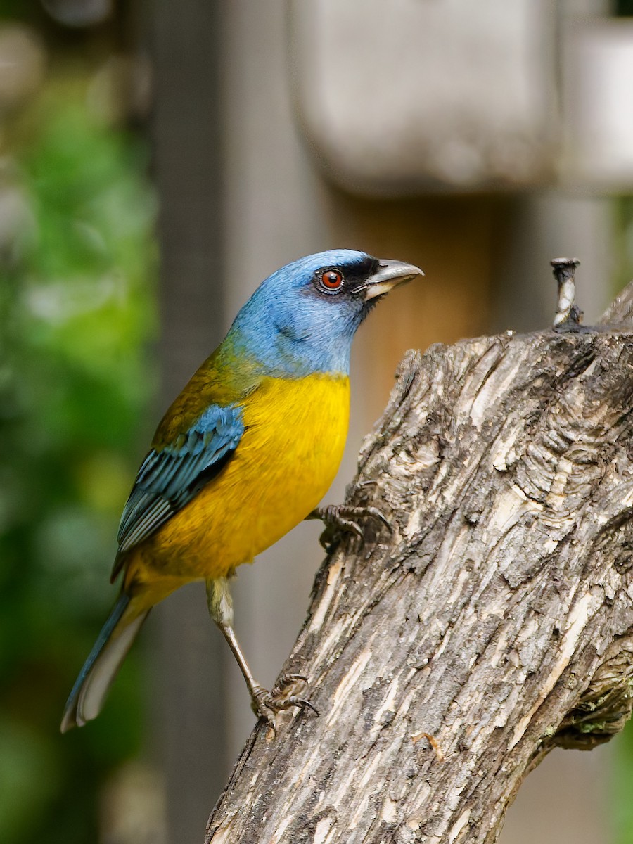 Blue-and-yellow Tanager - ML645608542