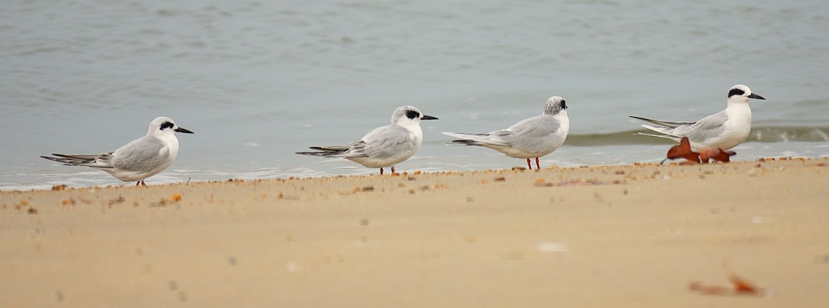 Forster's Tern - ML645608550