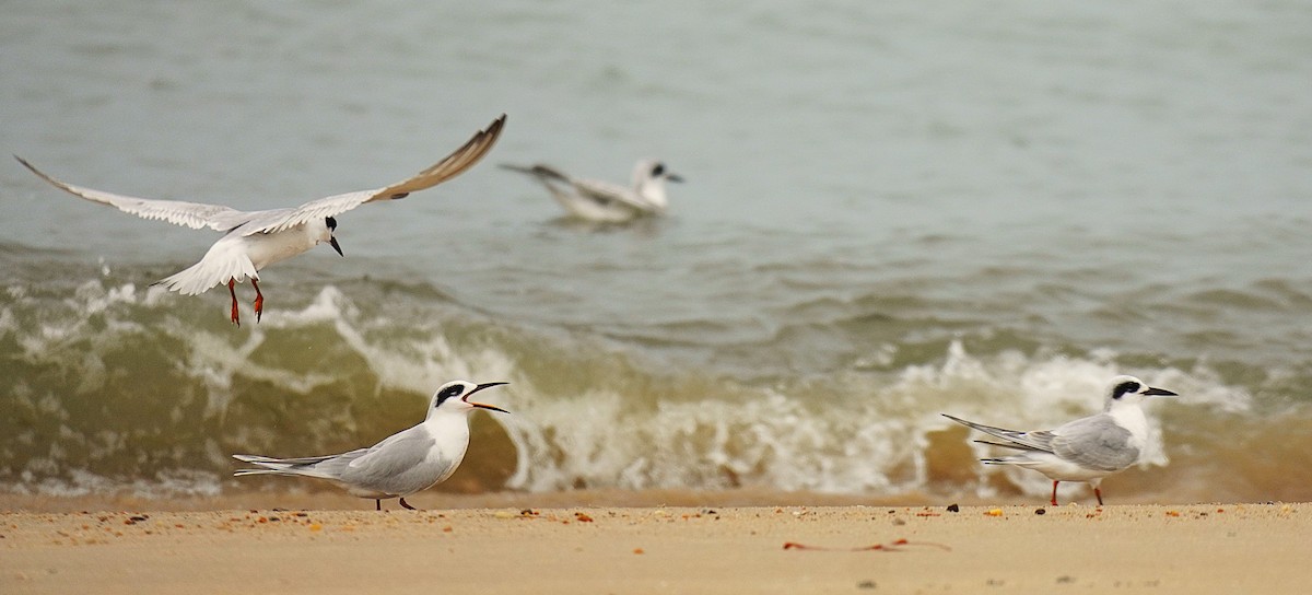 Forster's Tern - ML645608551