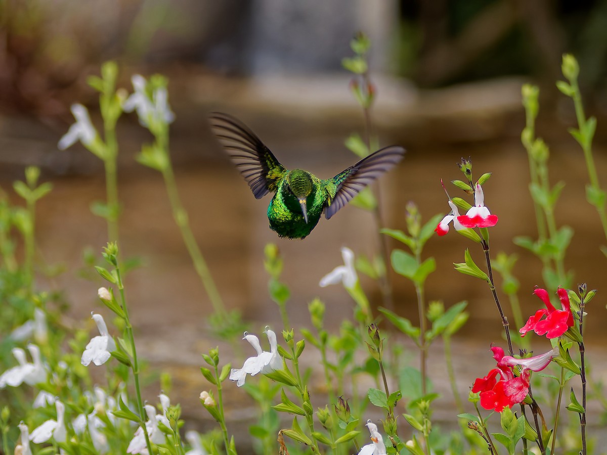 Western Emerald - ML645608556
