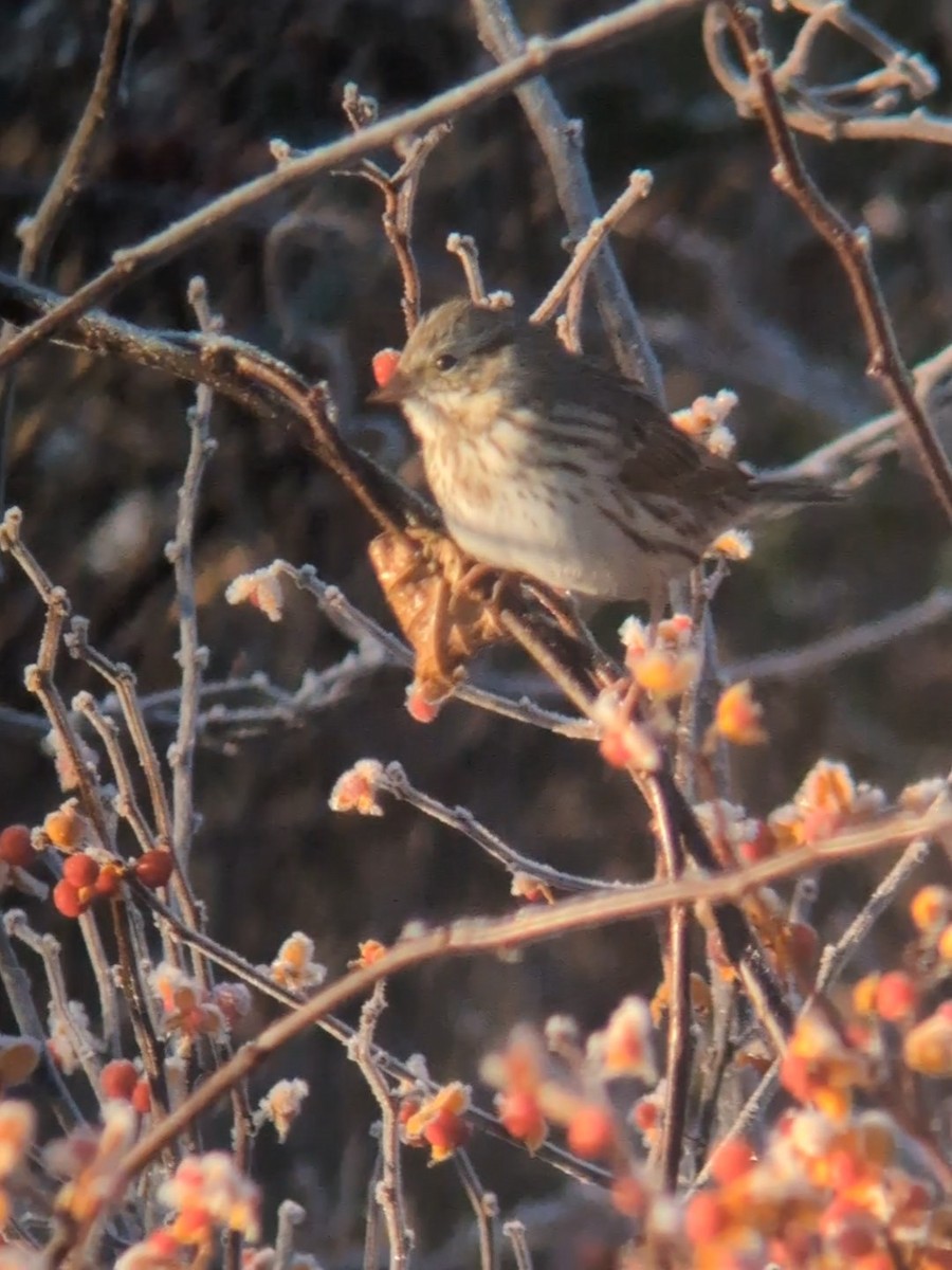 Savannah Sparrow (Ipswich) - ML645608560