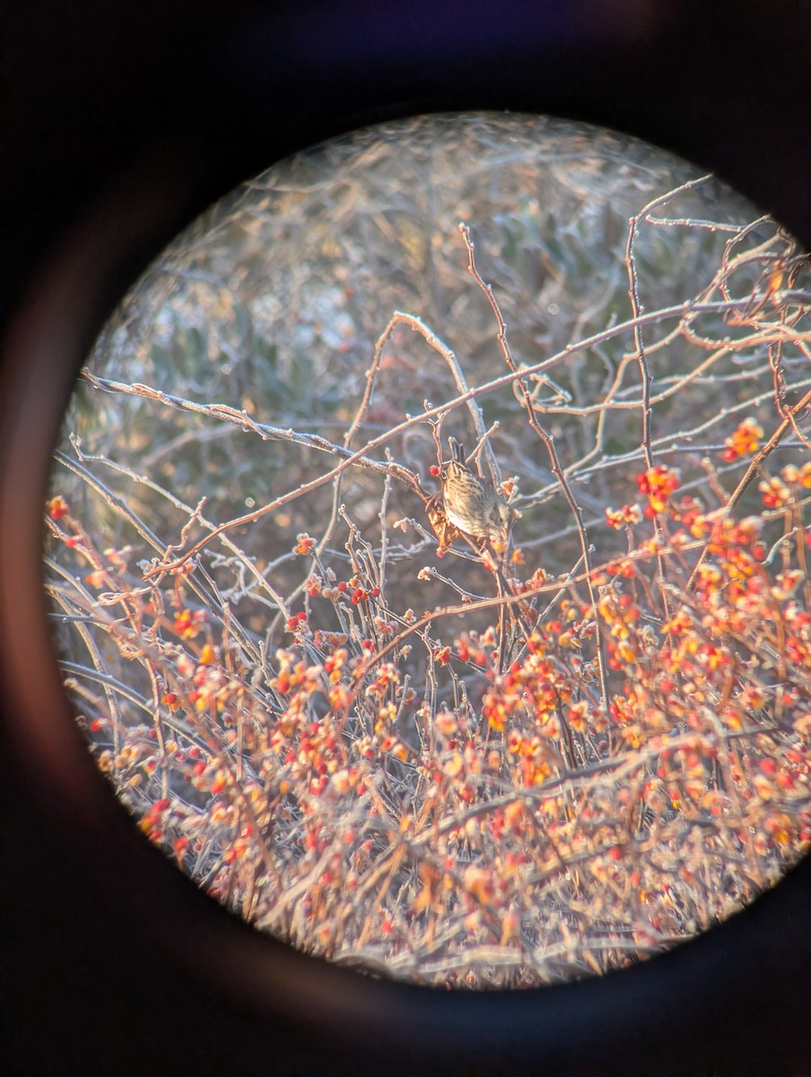 Savannah Sparrow (Ipswich) - ML645608561
