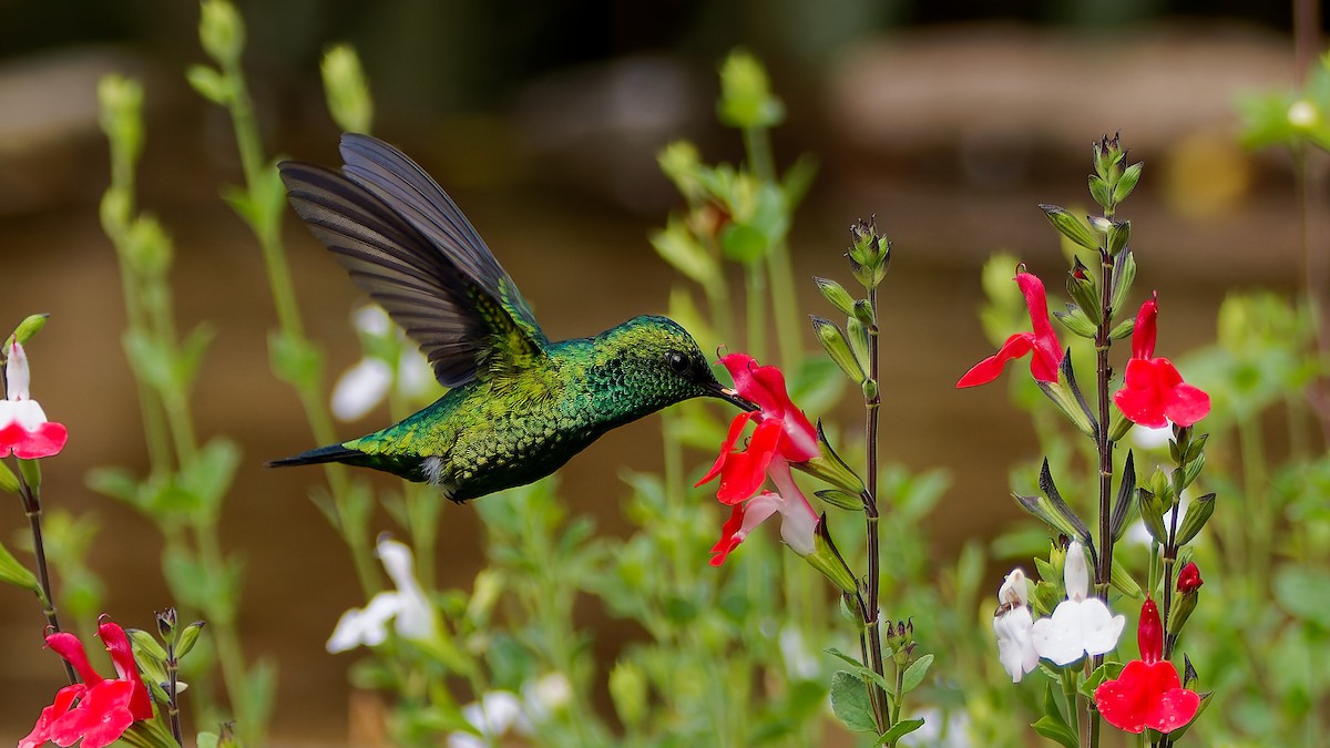 Western Emerald - ML645608563