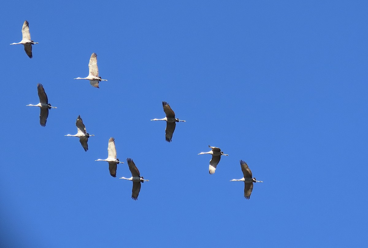 Kanadakranich - ML645608567