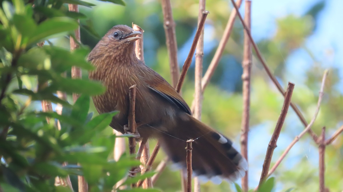 Yağmurlu Gevezeardıç - ML645608570