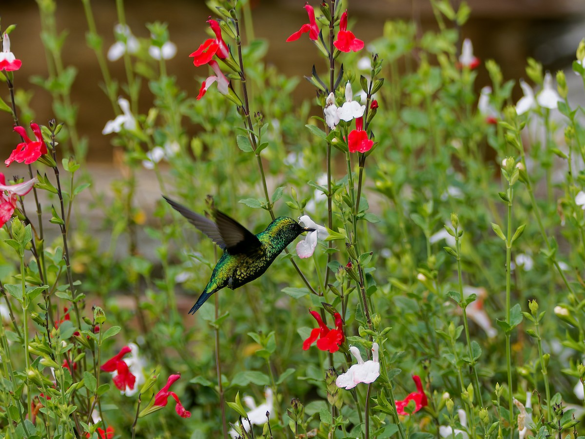 Western Emerald - ML645608573