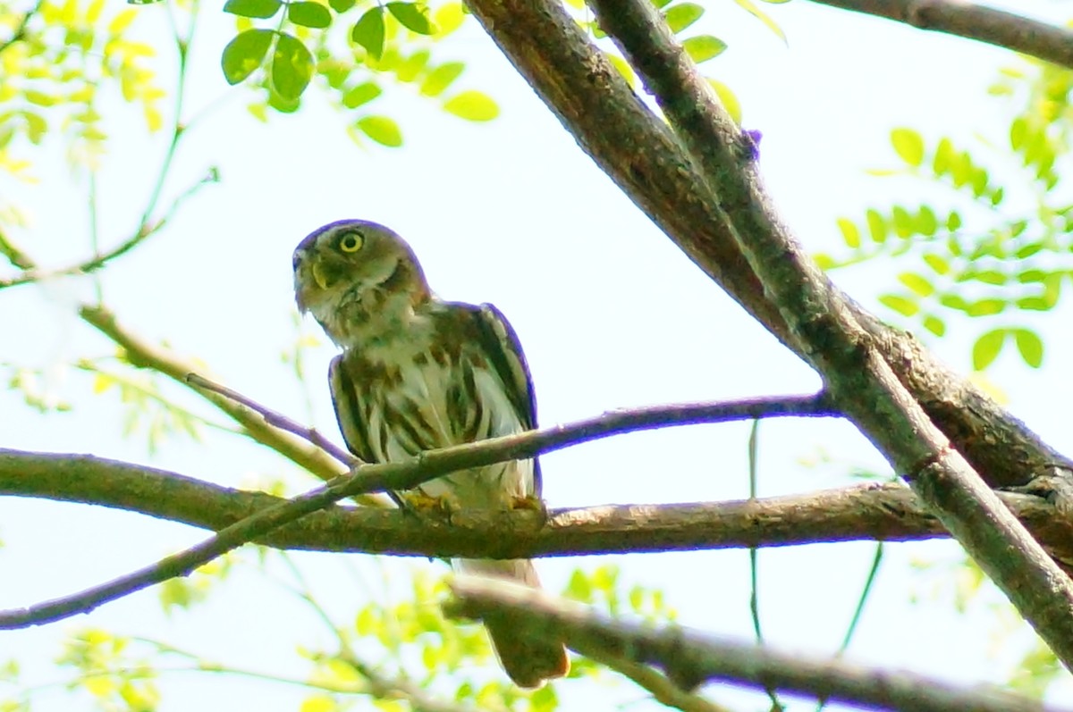 Ferruginous Pygmy-Owl - ML645608578
