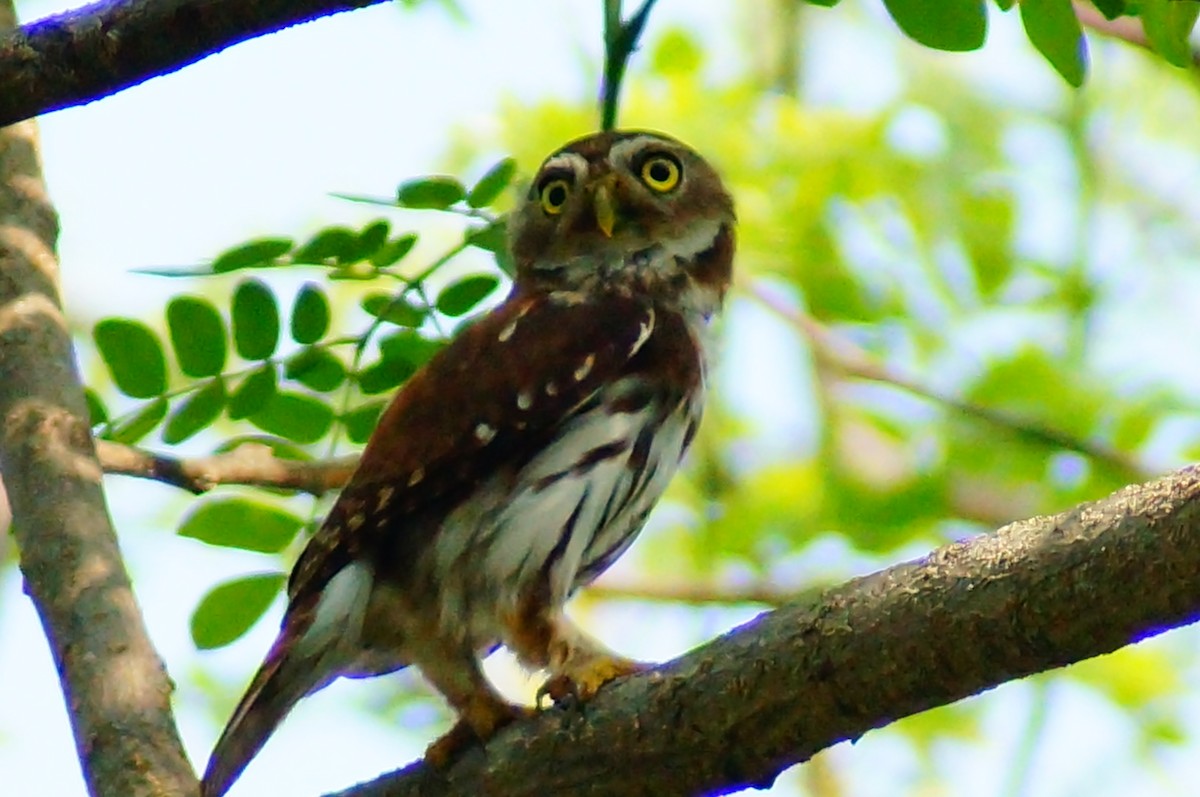 Ferruginous Pygmy-Owl - ML645608579