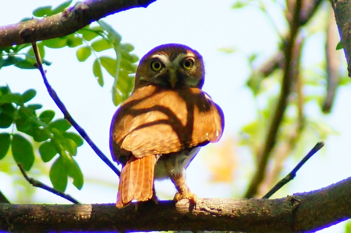 Ferruginous Pygmy-Owl - ML645608580