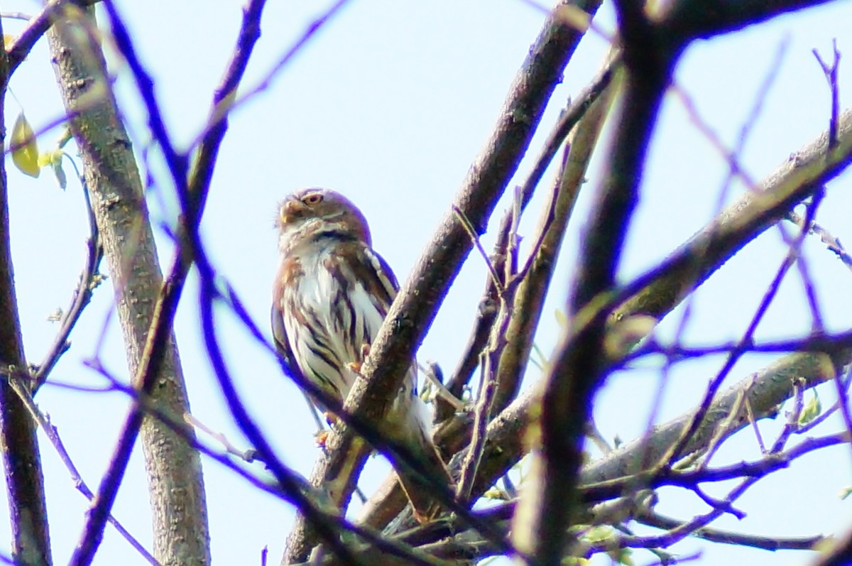Ferruginous Pygmy-Owl - ML645608581