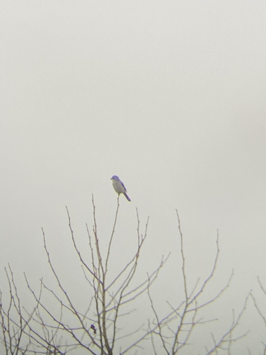 Northern Shrike - ML645608589