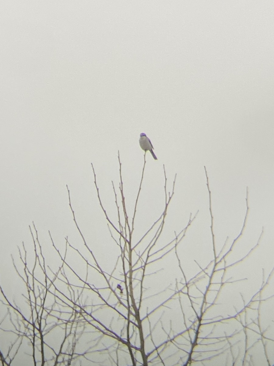 Northern Shrike - ML645608590