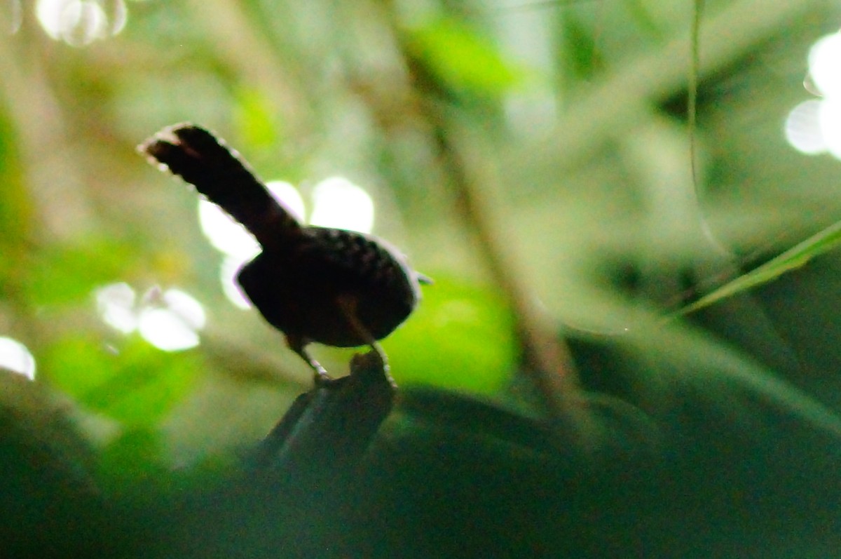 Band-backed Wren - ML645608597