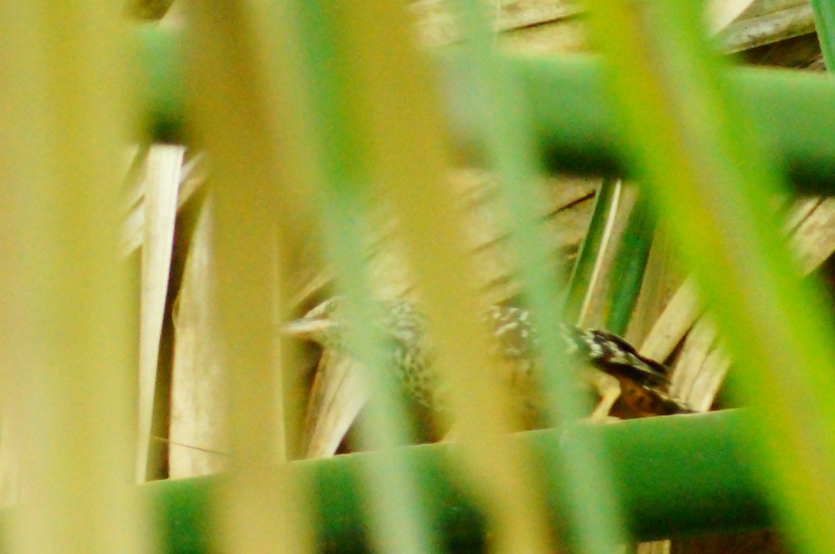 Band-backed Wren - ML645608598