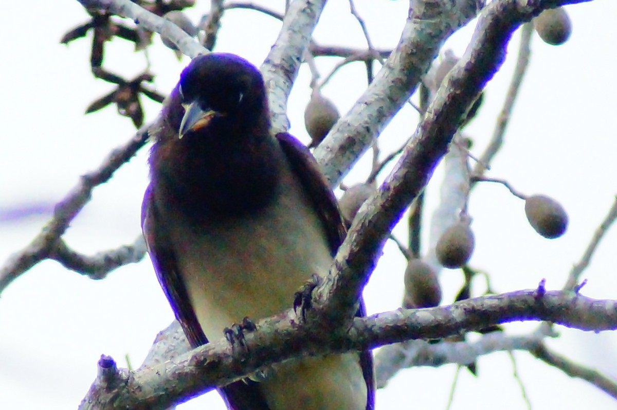 Brown Jay - ML645608603