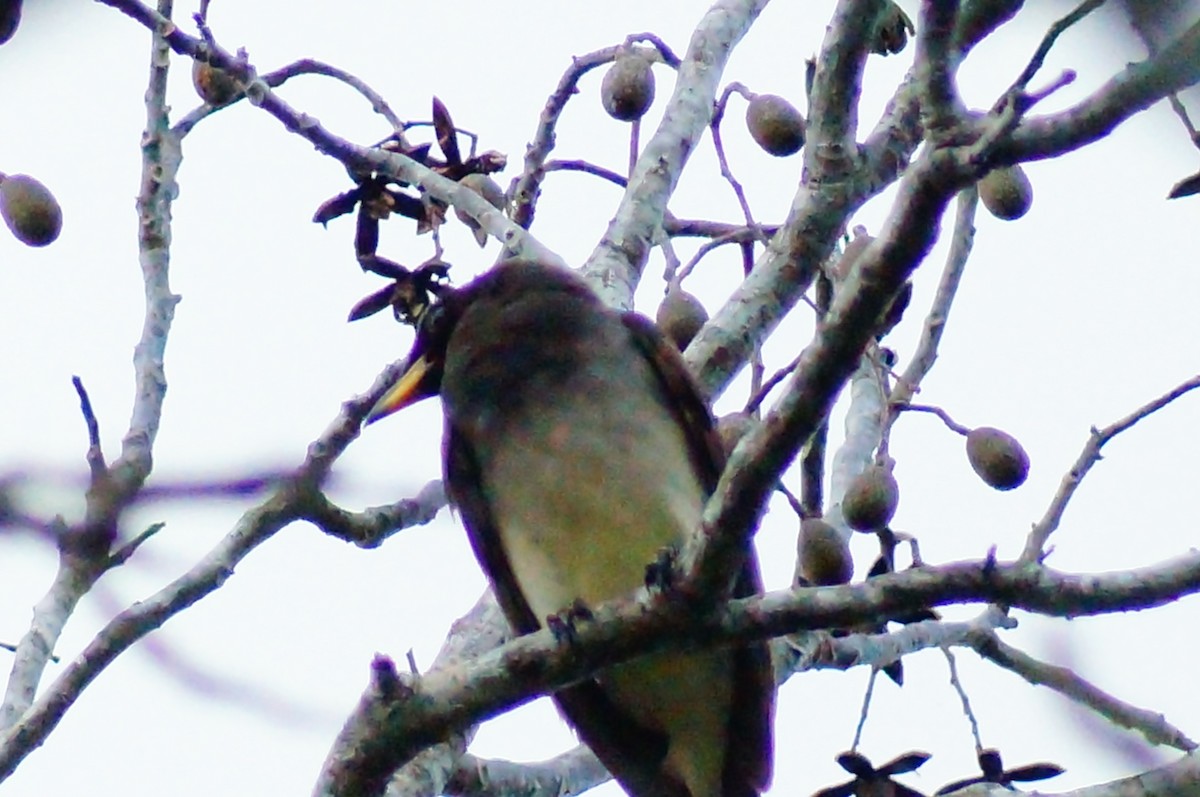 Brown Jay - ML645608605