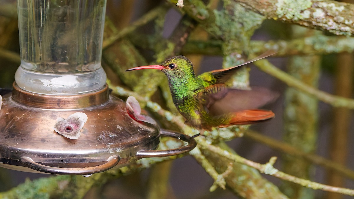 Rufous-tailed Hummingbird - ML645608614