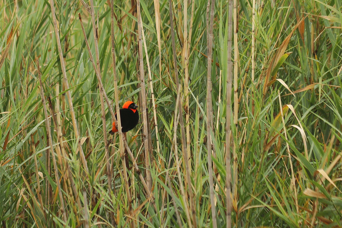 Southern Red Bishop - ML645608619
